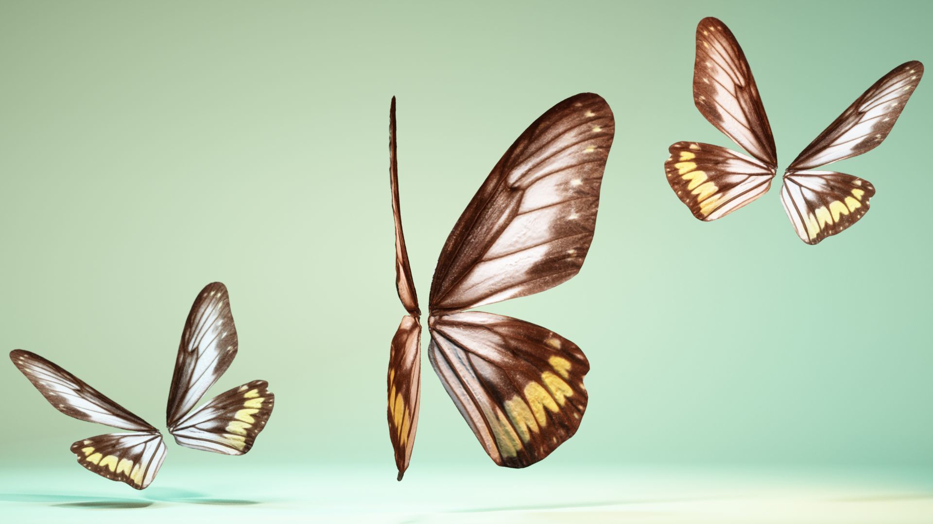 Butterfly 6 - transparent Low-poly 3D model_2