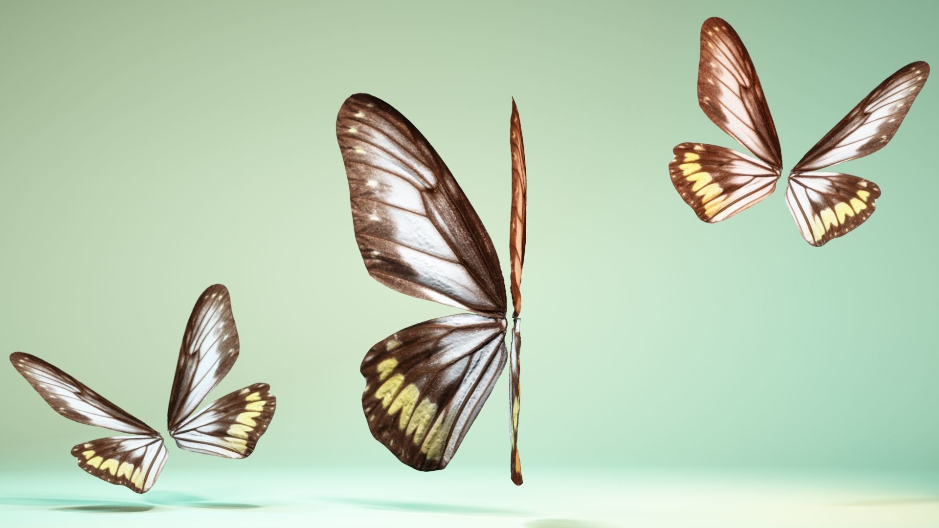 Butterfly 6 - transparent Low-poly 3D model_10