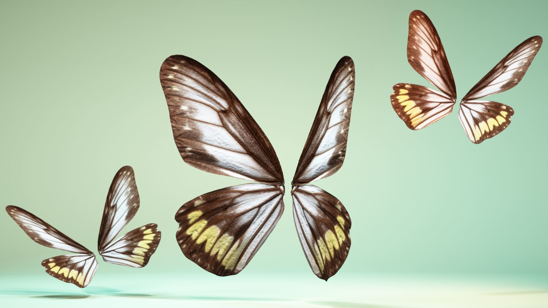 Butterfly 6 - transparent Low-poly 3D model_11