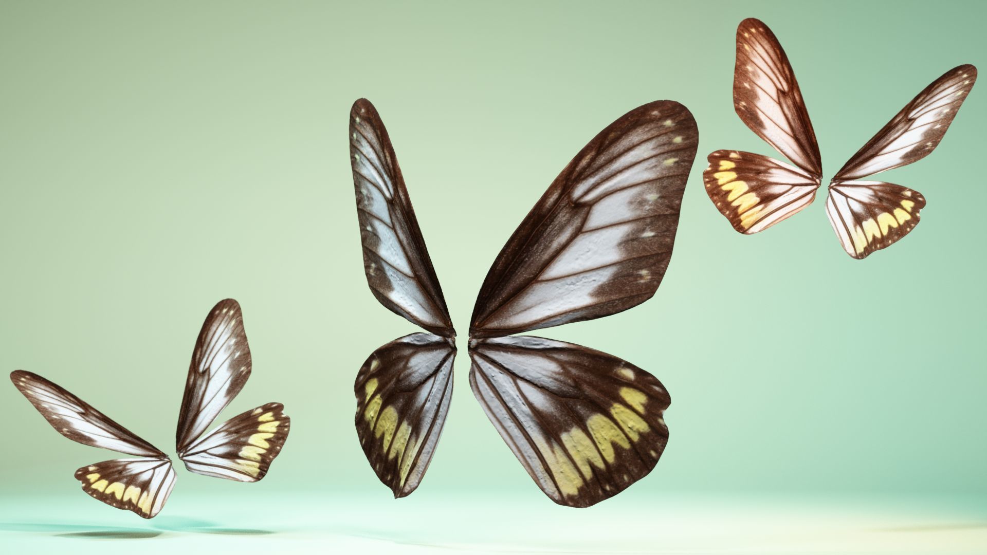 Butterfly 6 - transparent Low-poly 3D model_5