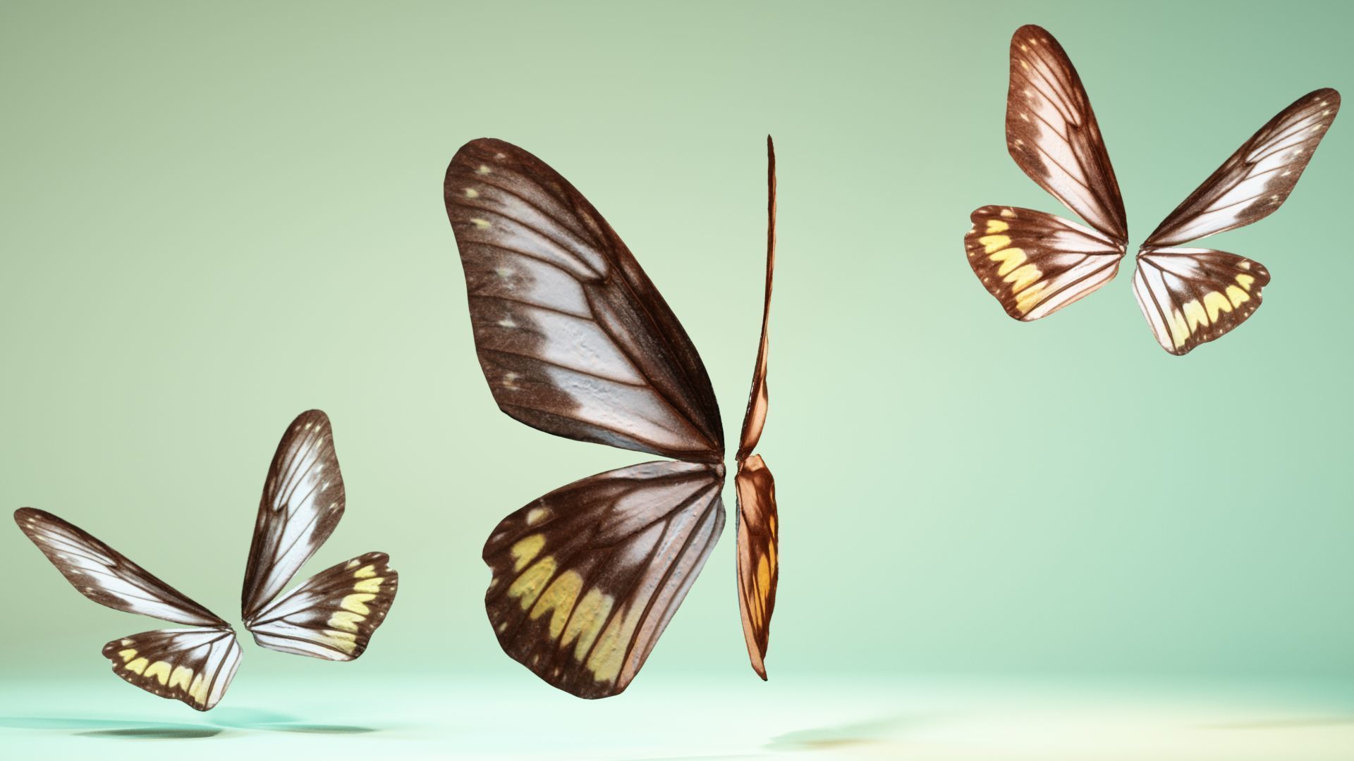 Butterfly 6 - transparent Low-poly 3D model_8