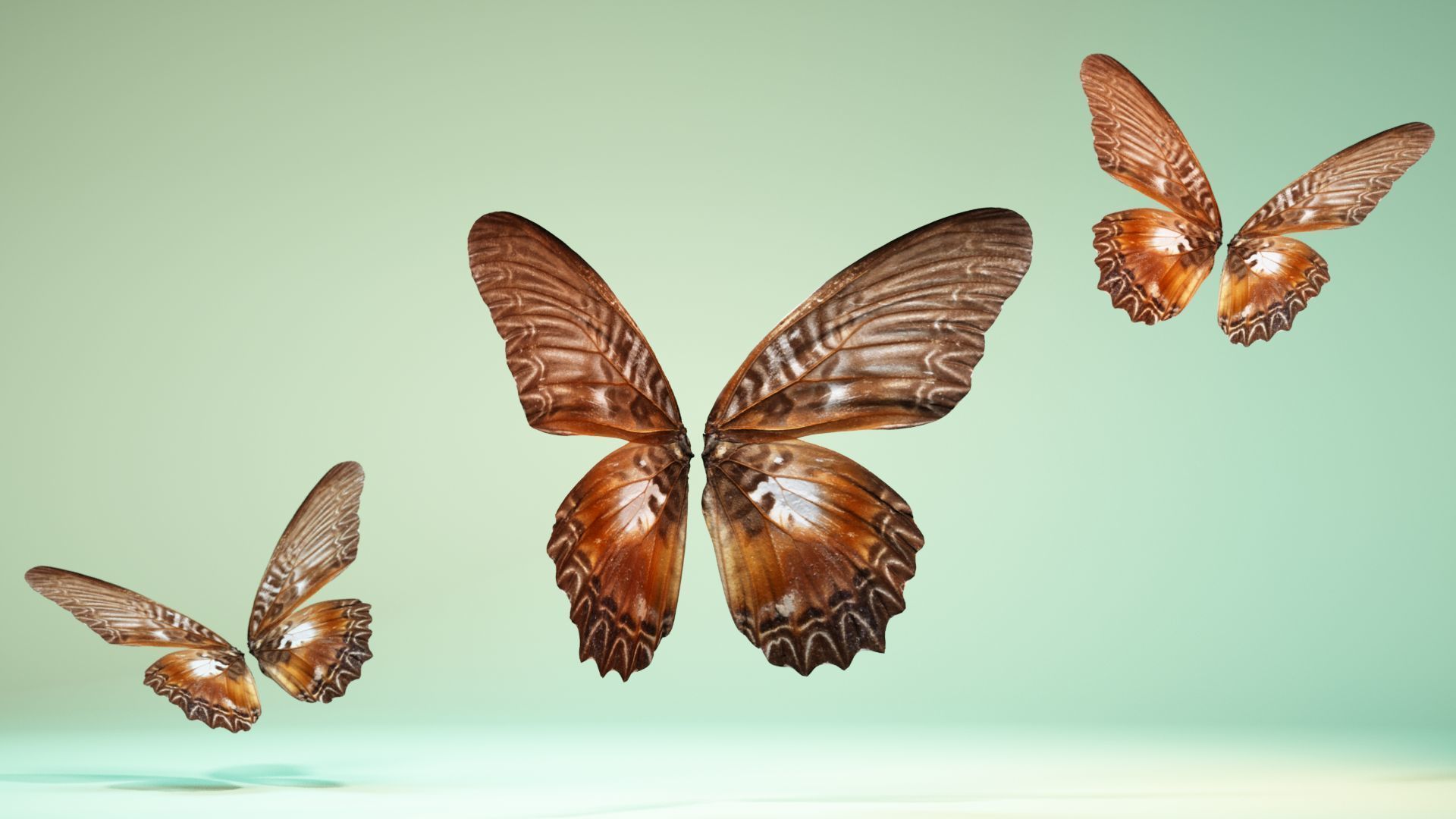 Butterfly 5 Low-poly 3D model_1