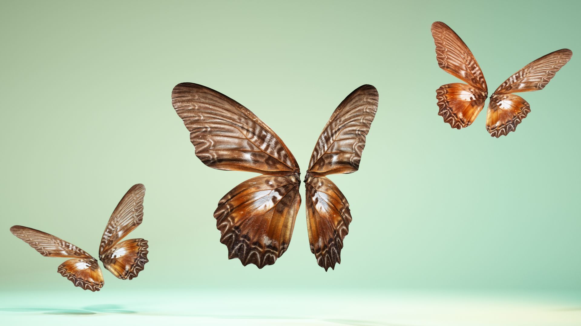Butterfly 5 Low-poly 3D model_11