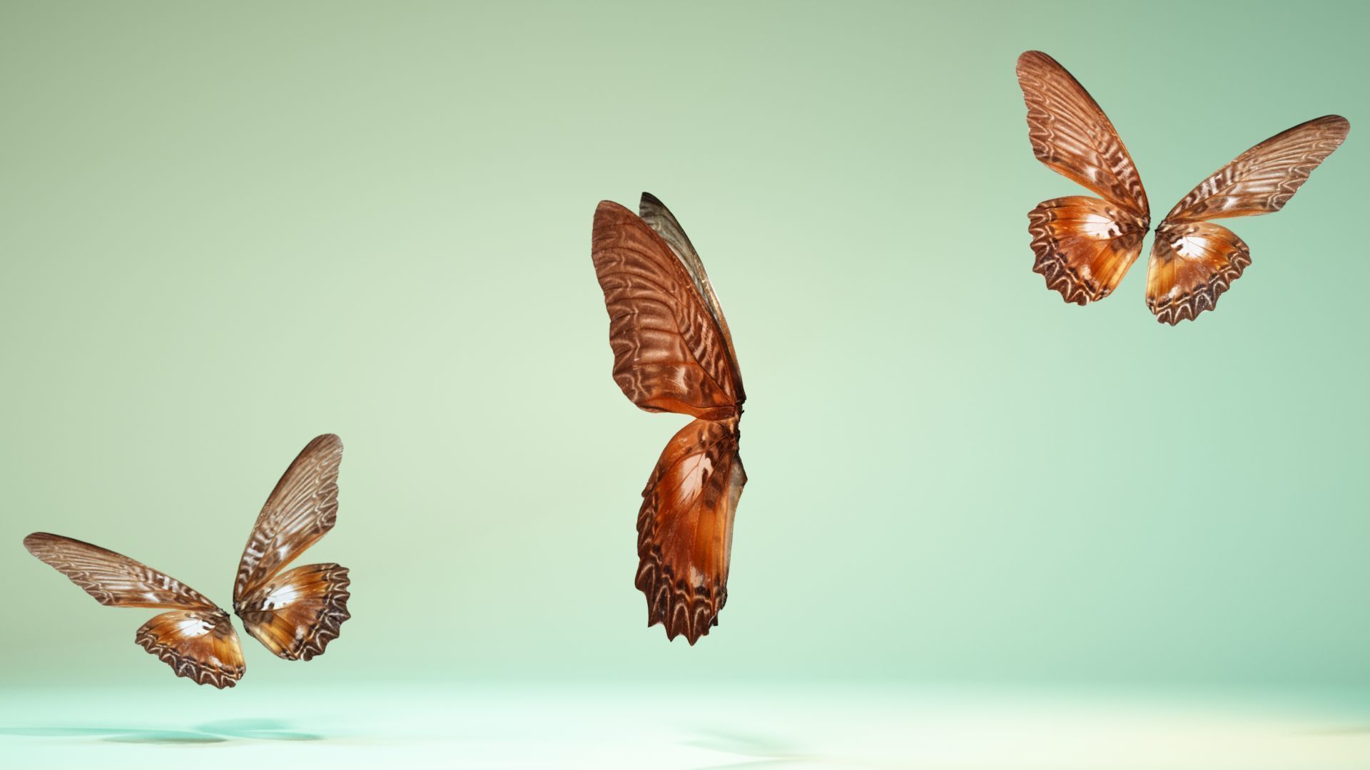 Butterfly 5 Low-poly 3D model_9