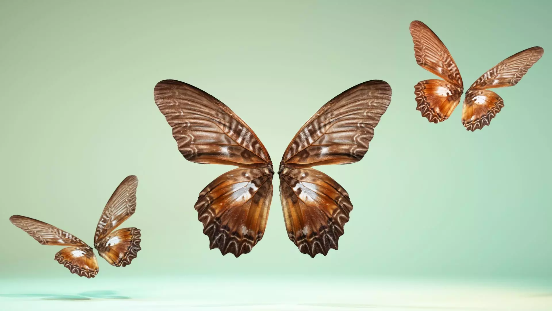 Butterfly 5 Low-poly 3D model_0