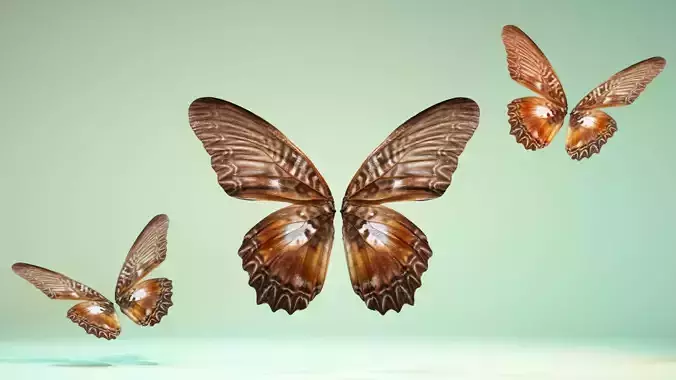 Butterfly 5 Low-poly 3D model
