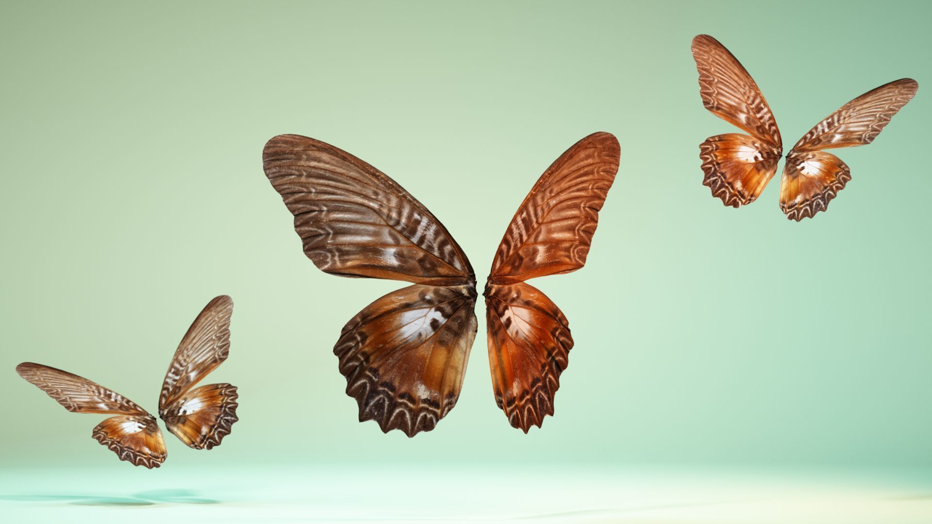 Butterfly 5 Low-poly 3D model_7