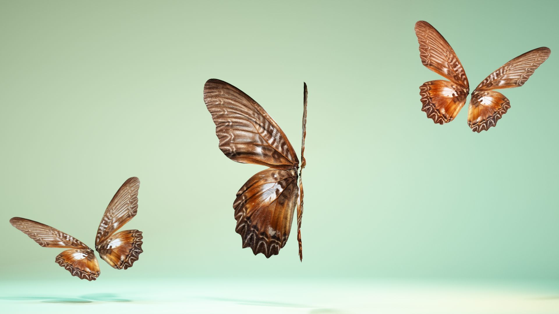 Butterfly 5 Low-poly 3D model_10