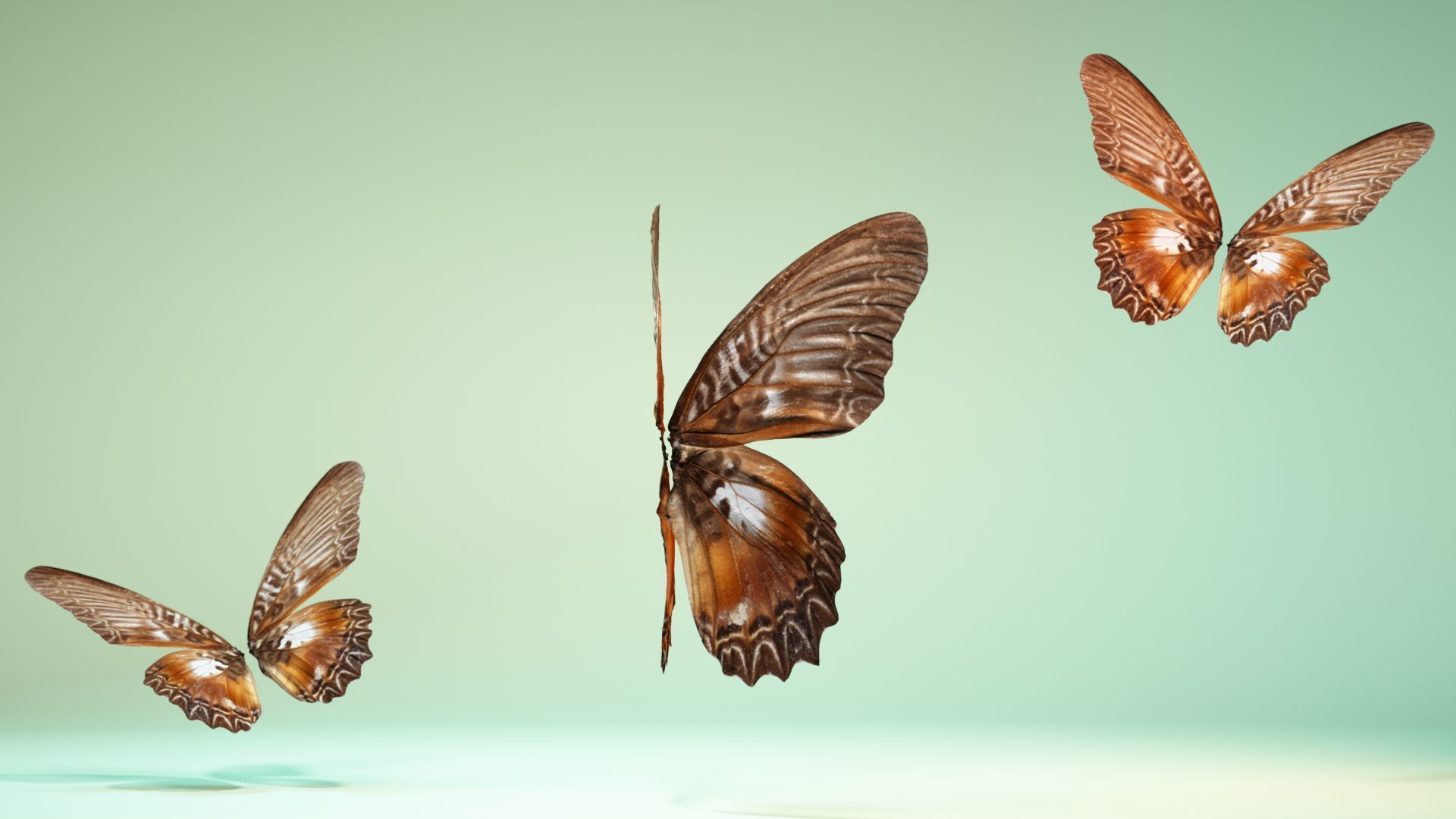 Butterfly 5 Low-poly 3D model_4