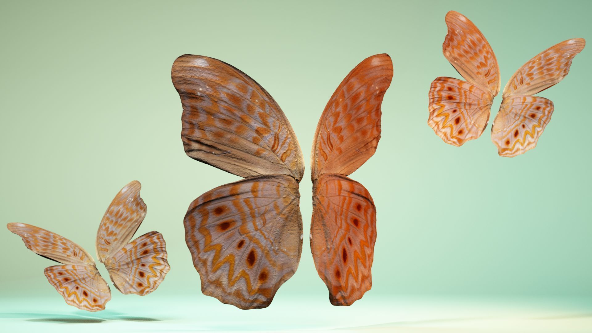 Butterfly 4 pair of wings Low-poly 3D model_7