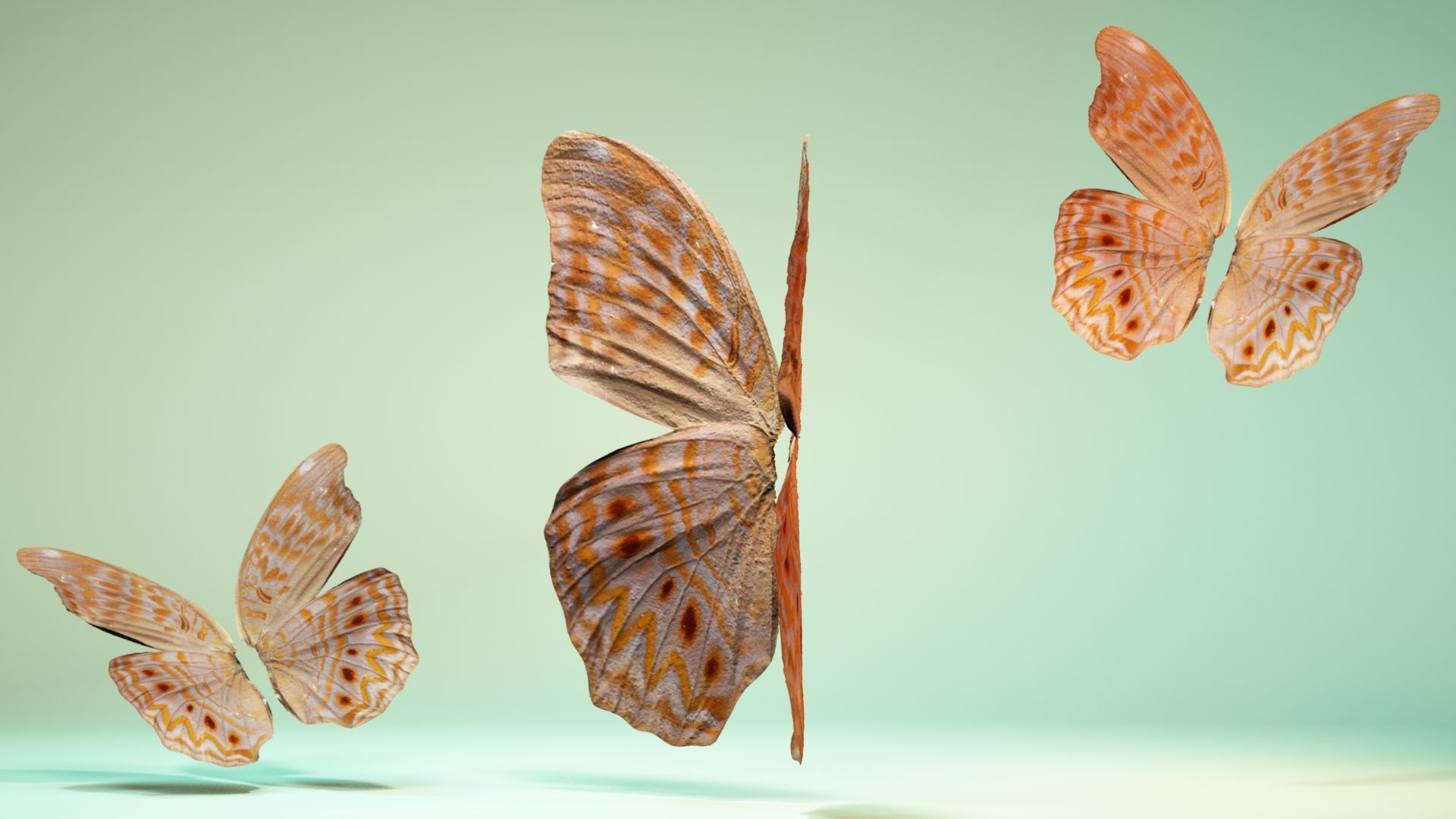 Butterfly 4 pair of wings Low-poly 3D model_10