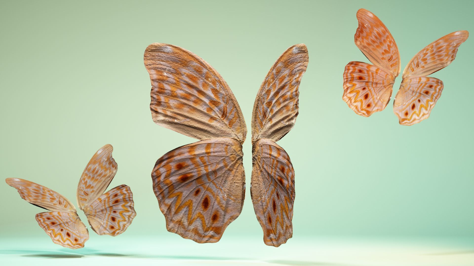 Butterfly 4 pair of wings Low-poly 3D model_11