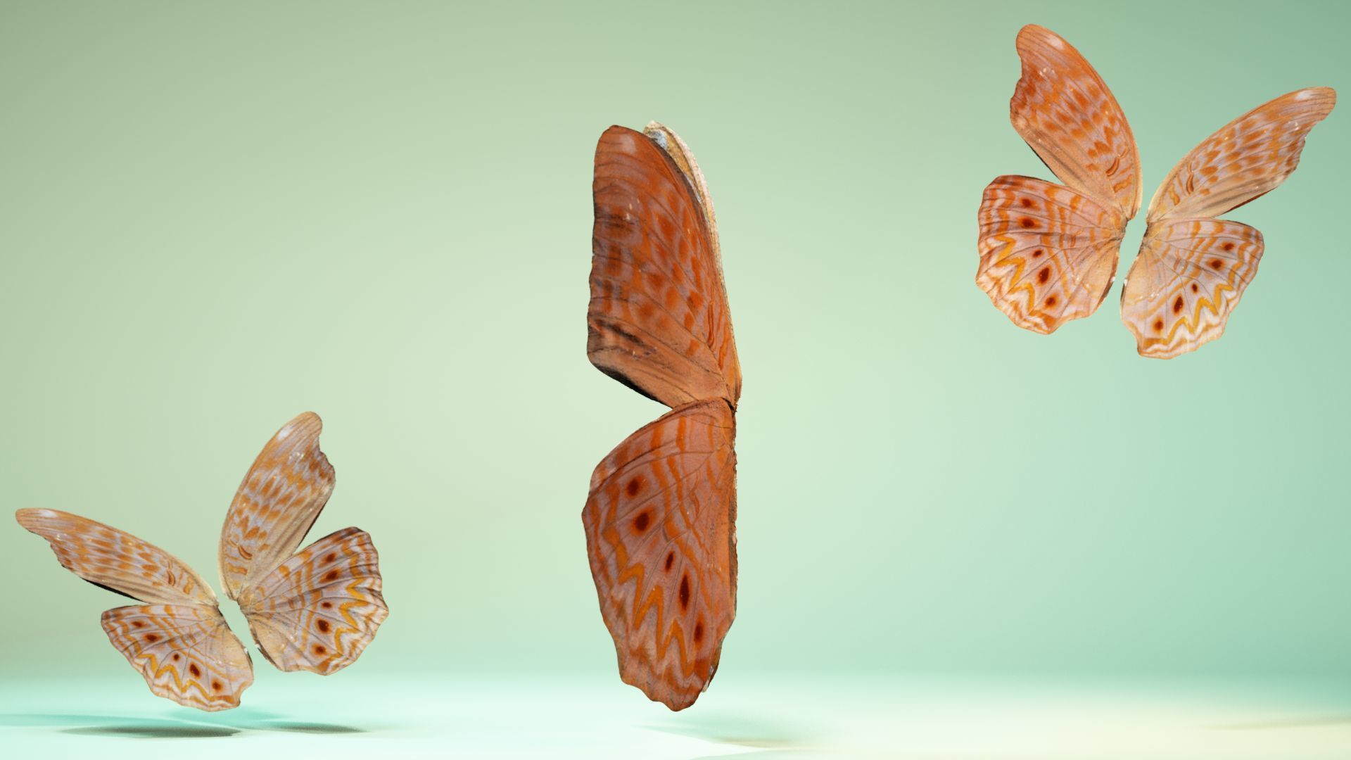 Butterfly 4 pair of wings Low-poly 3D model_9