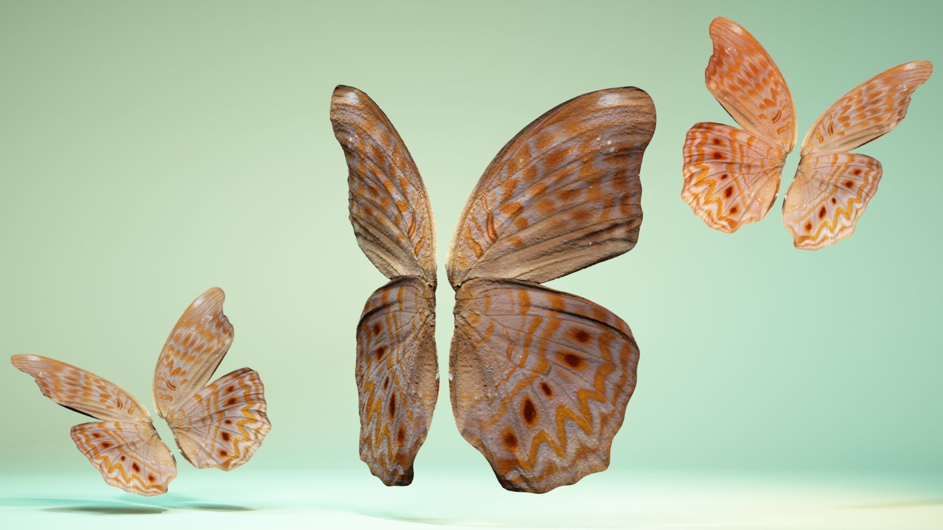 Butterfly 4 pair of wings Low-poly 3D model_5