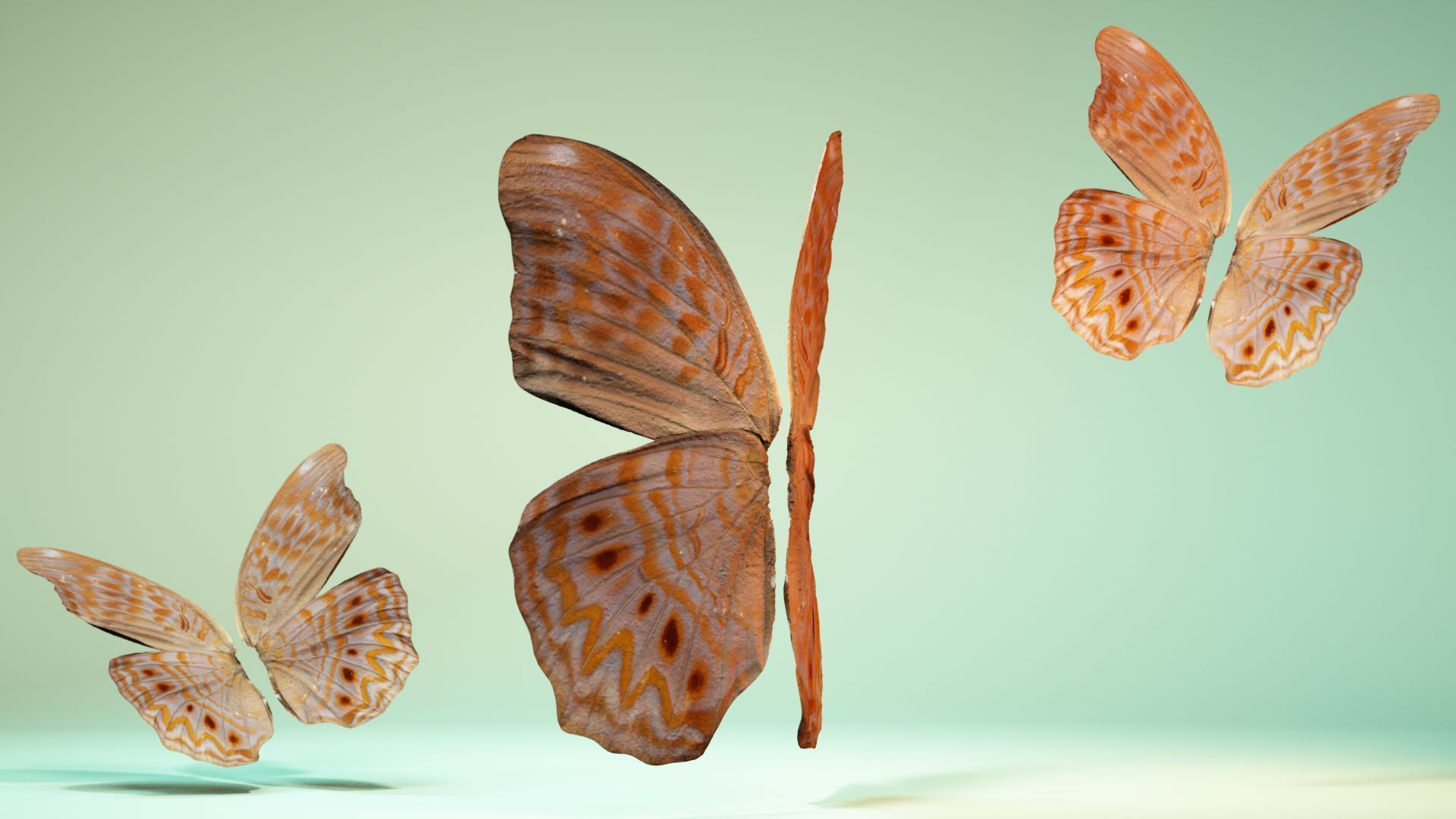 Butterfly 4 pair of wings Low-poly 3D model_8