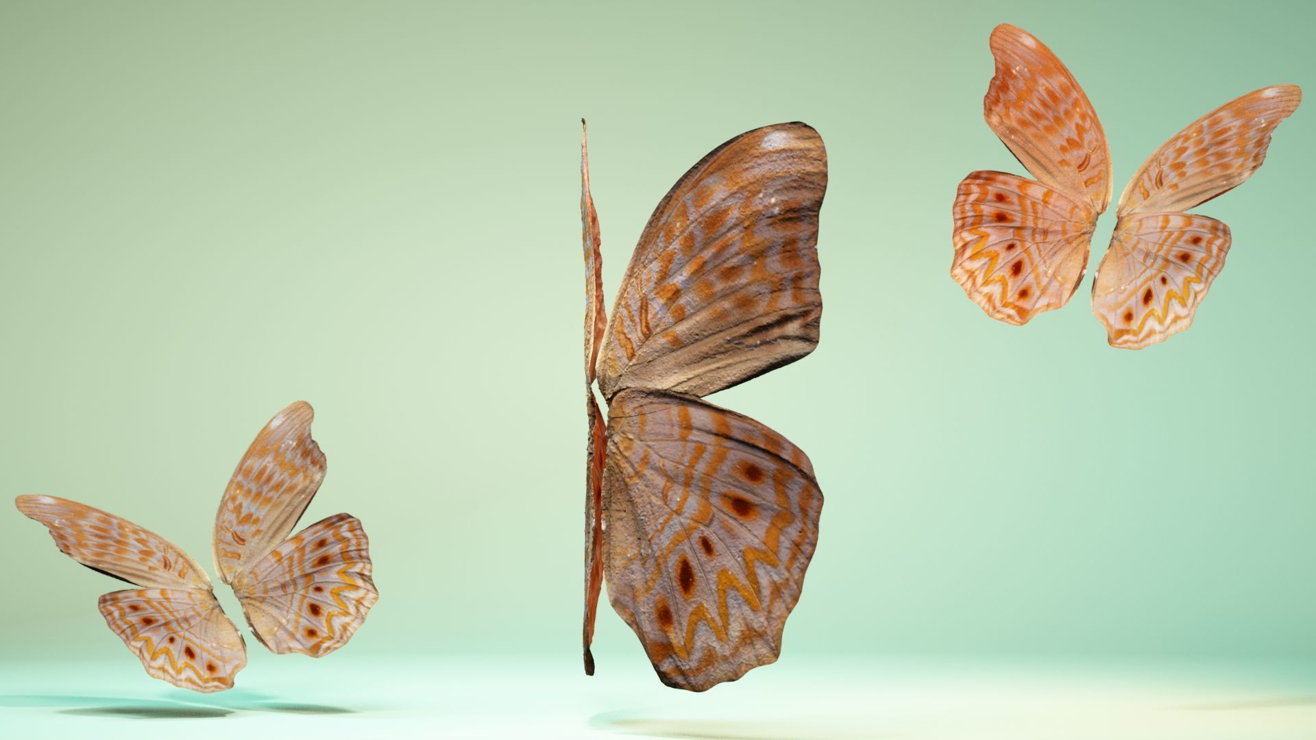 Butterfly 4 pair of wings Low-poly 3D model_4