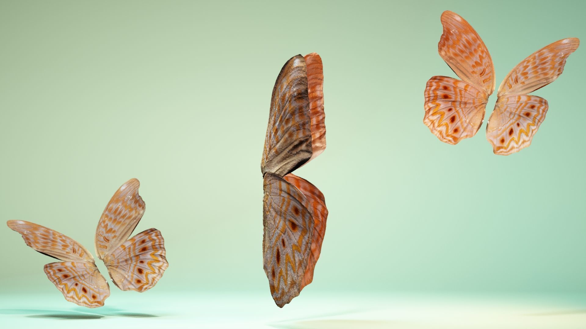 Butterfly 4 pair of wings Low-poly 3D model_3