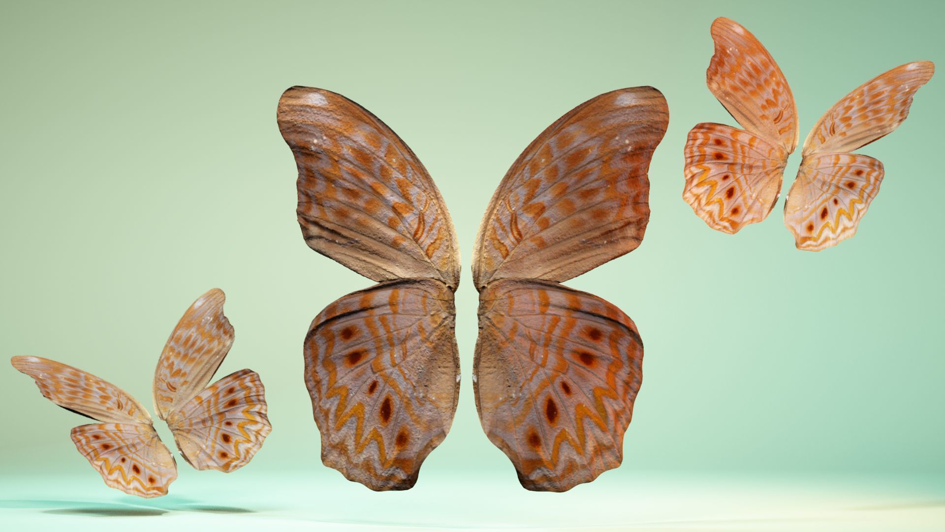 Butterfly 4 pair of wings Low-poly 3D model_6