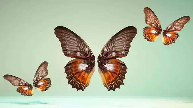 Butterfly 3 wings Low-poly 3D model