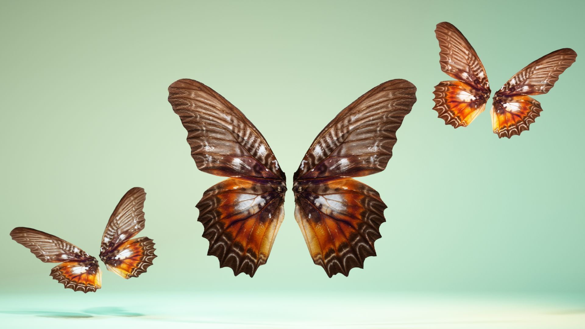 Butterfly 3 wings Low-poly 3D model_6