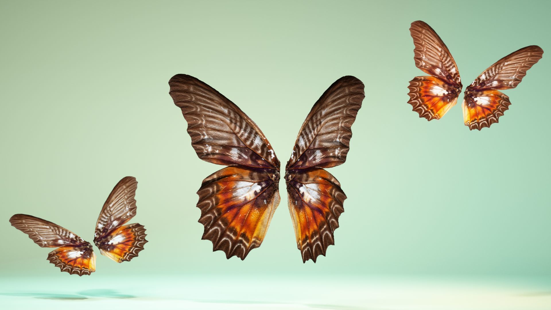 Butterfly 3 wings Low-poly 3D model_11