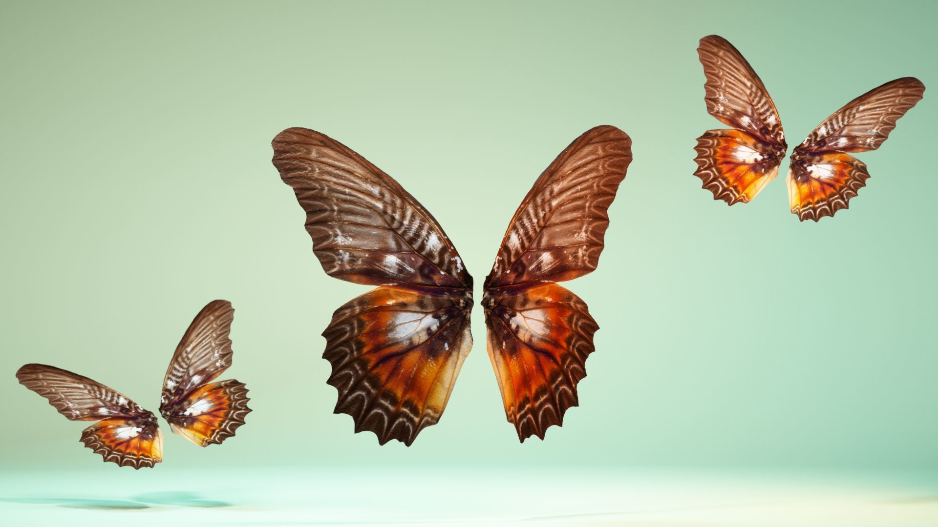 Butterfly 3 wings Low-poly 3D model_7