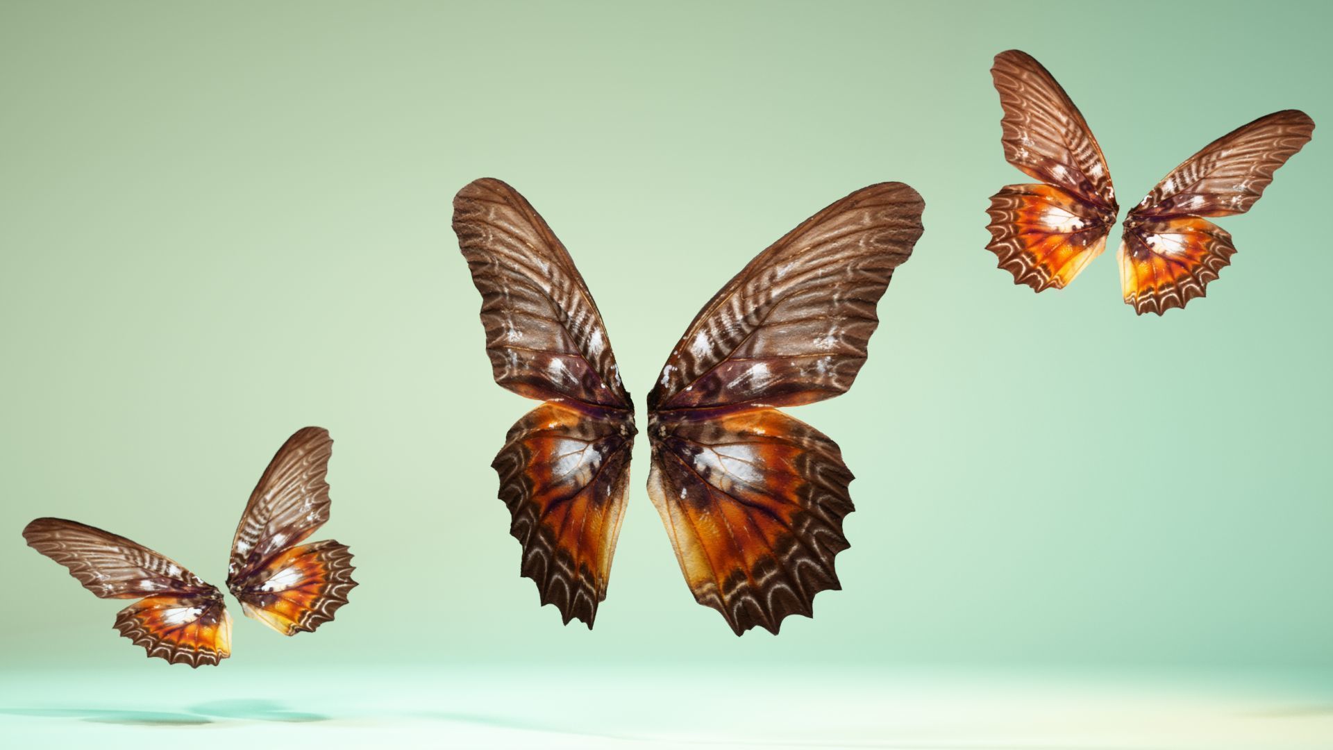 Butterfly 3 wings Low-poly 3D model_5
