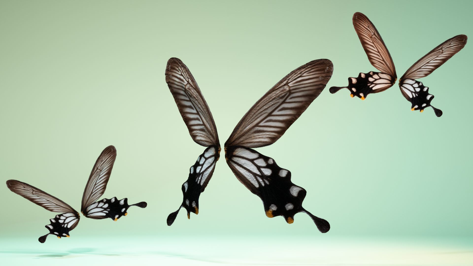 Butterfly 25 Low-poly 3D model_5