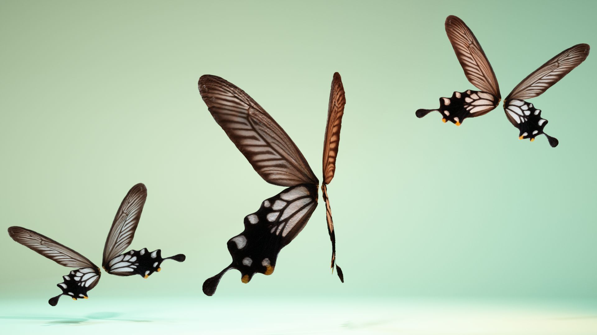 Butterfly 25 Low-poly 3D model_8