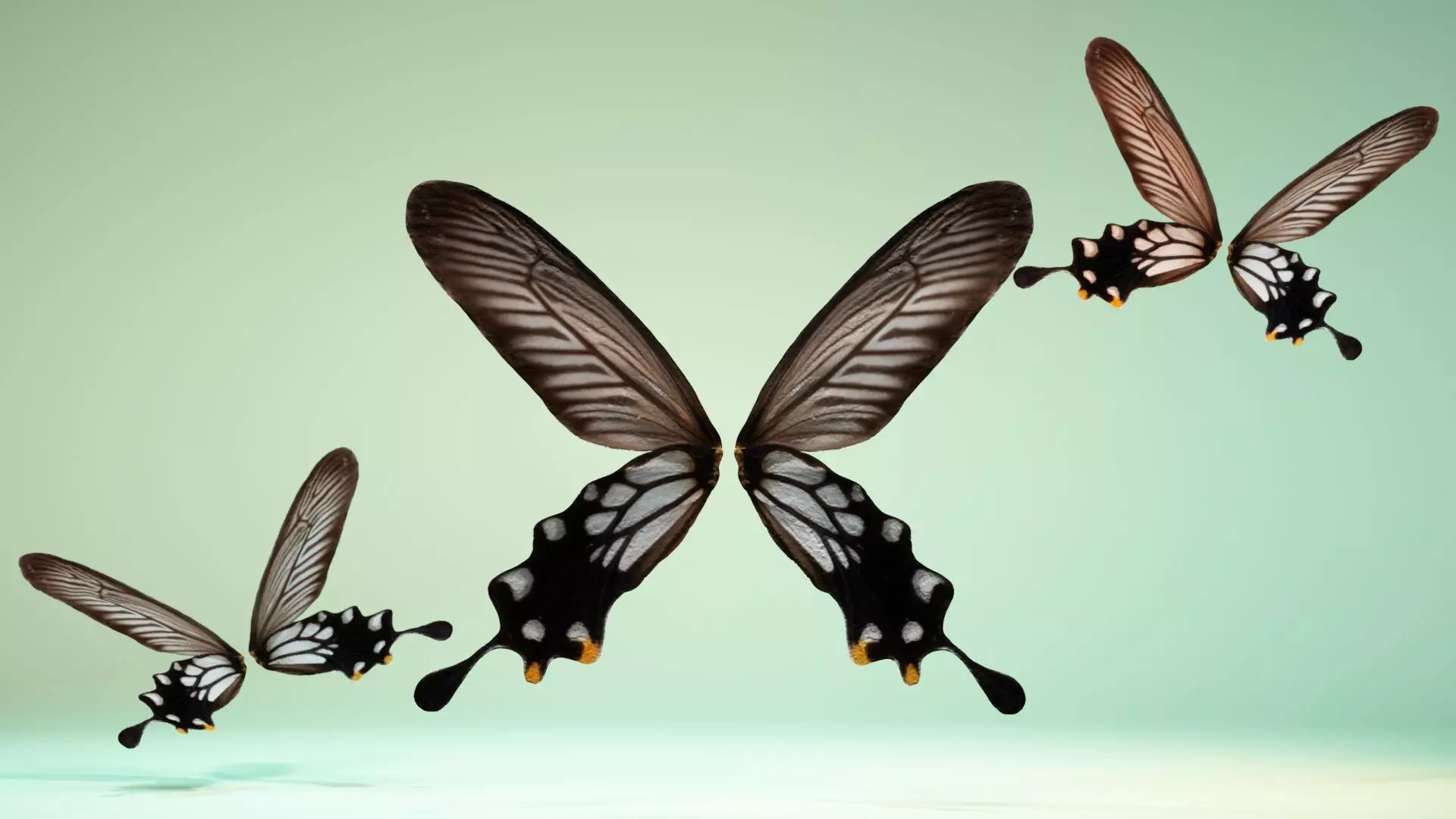 Butterfly 25 Low-poly 3D model_0