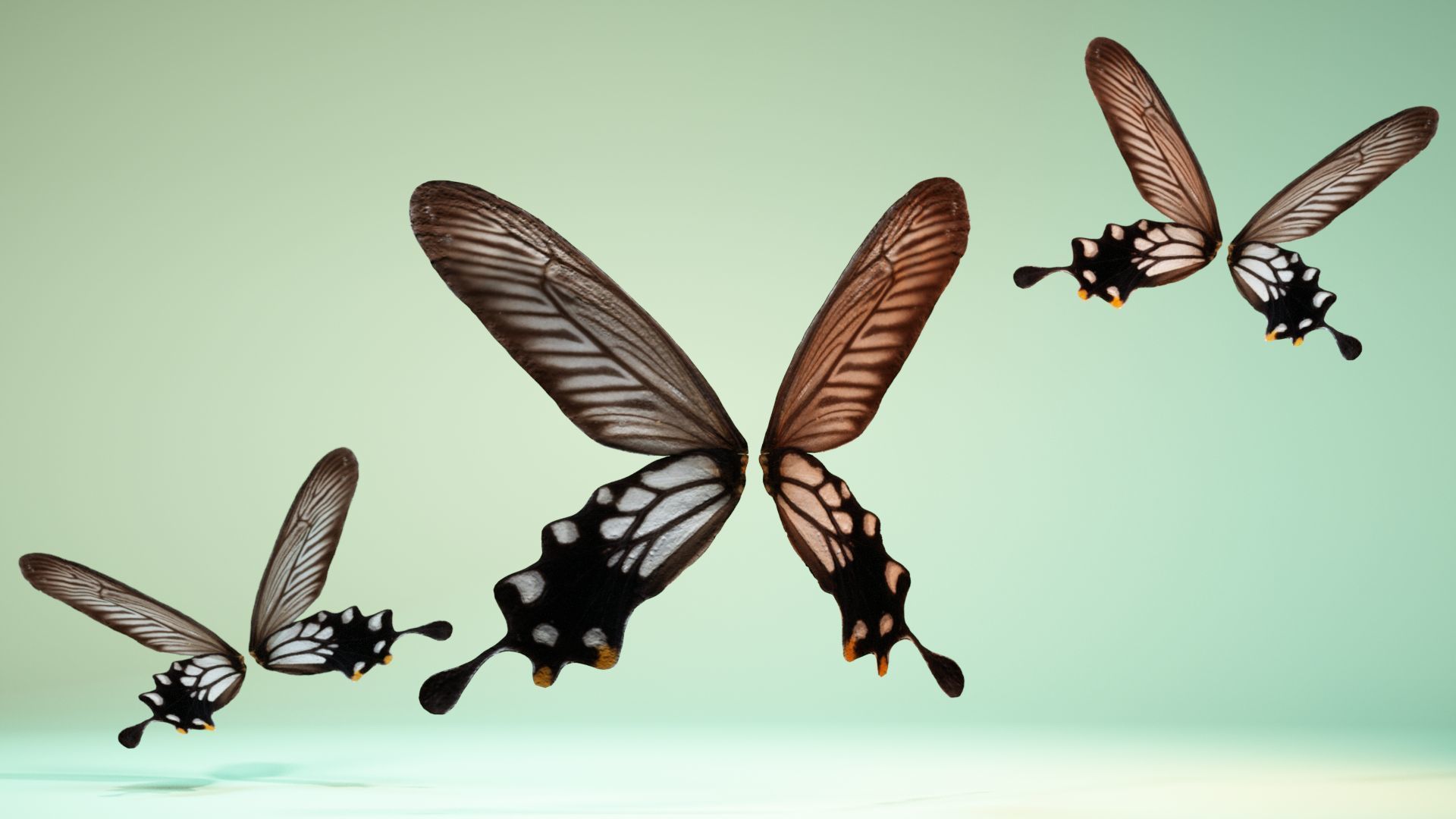 Butterfly 25 Low-poly 3D model_7