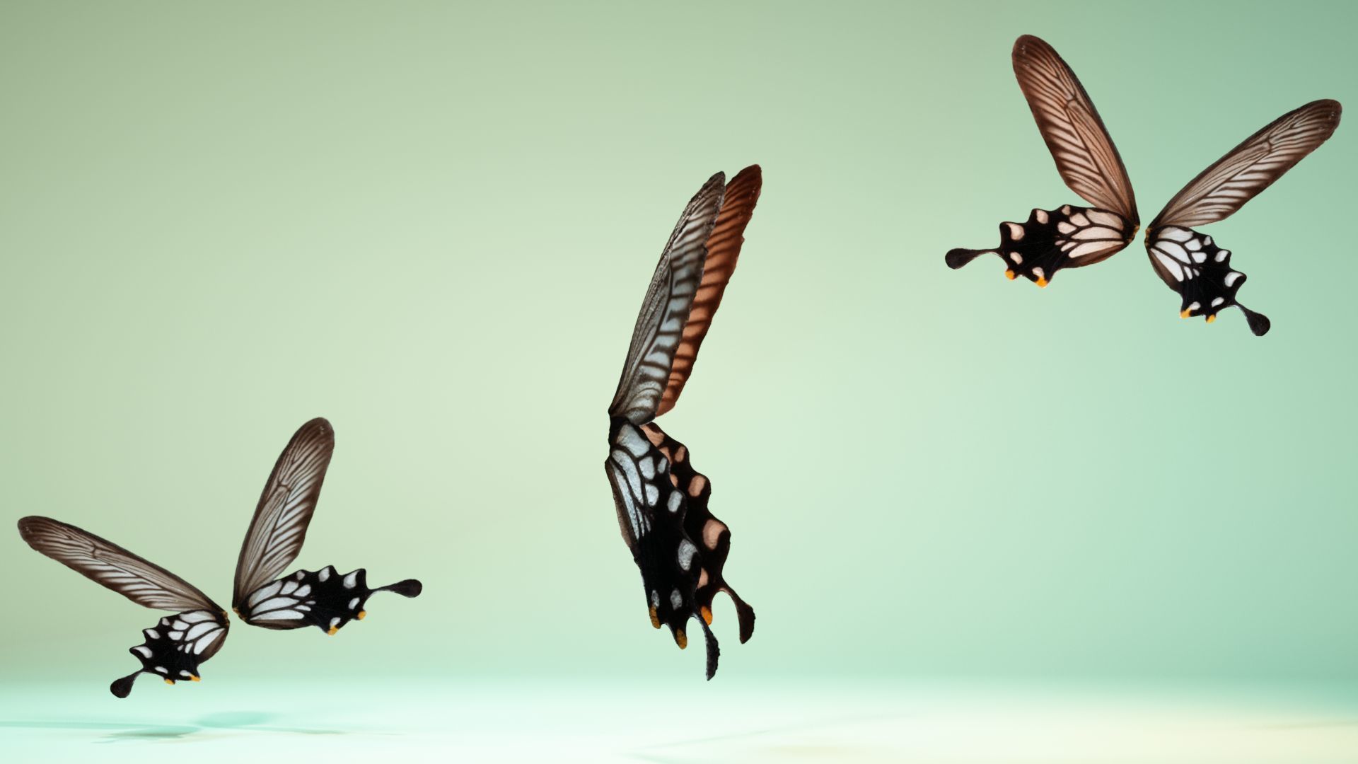 Butterfly 25 Low-poly 3D model_3