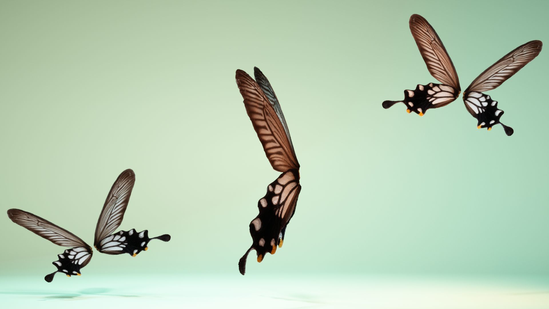 Butterfly 25 Low-poly 3D model_9