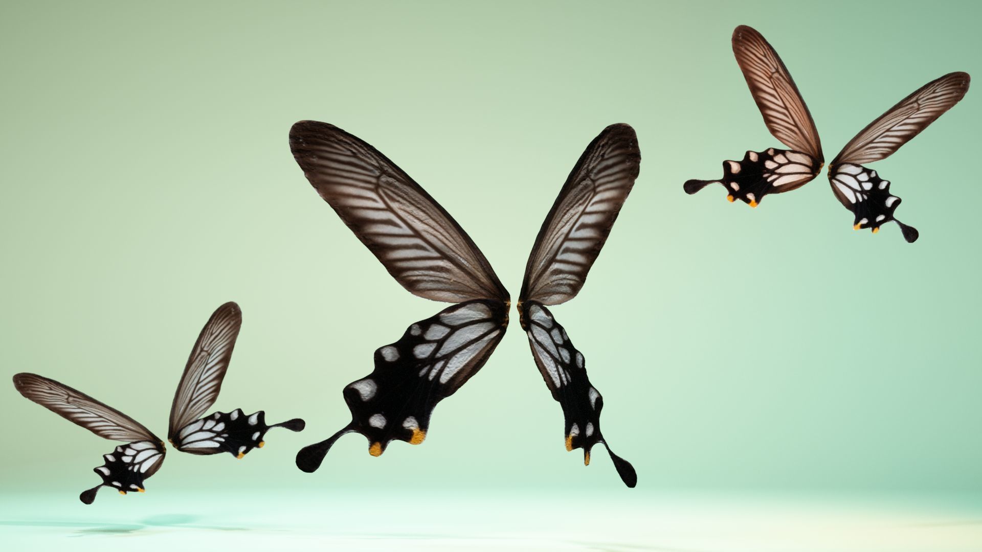 Butterfly 25 Low-poly 3D model_11