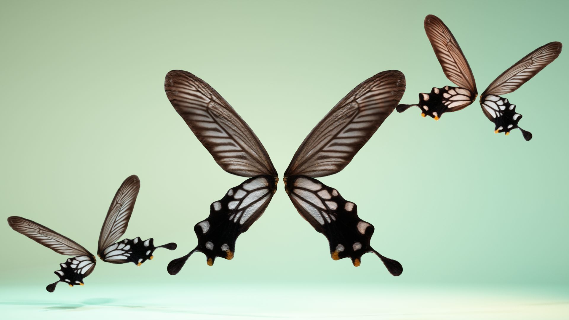Butterfly 25 Low-poly 3D model_6