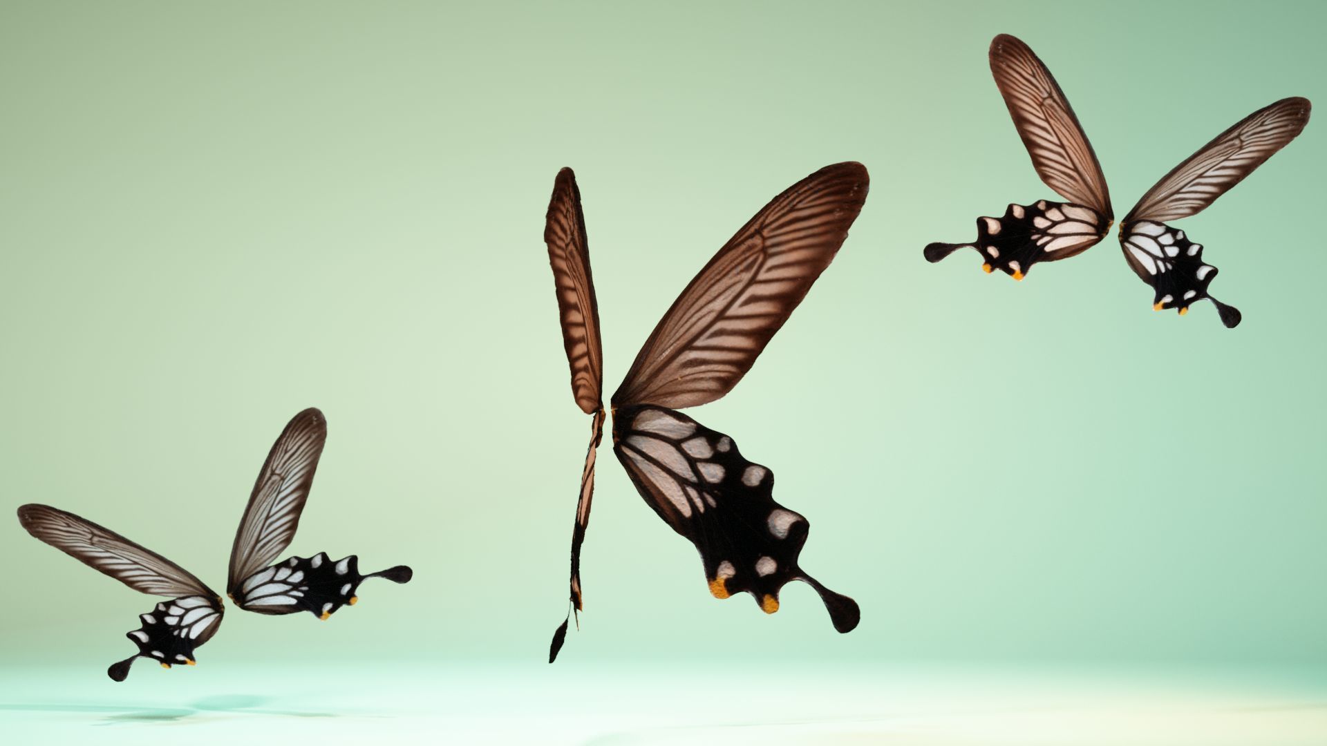 Butterfly 25 Low-poly 3D model_2