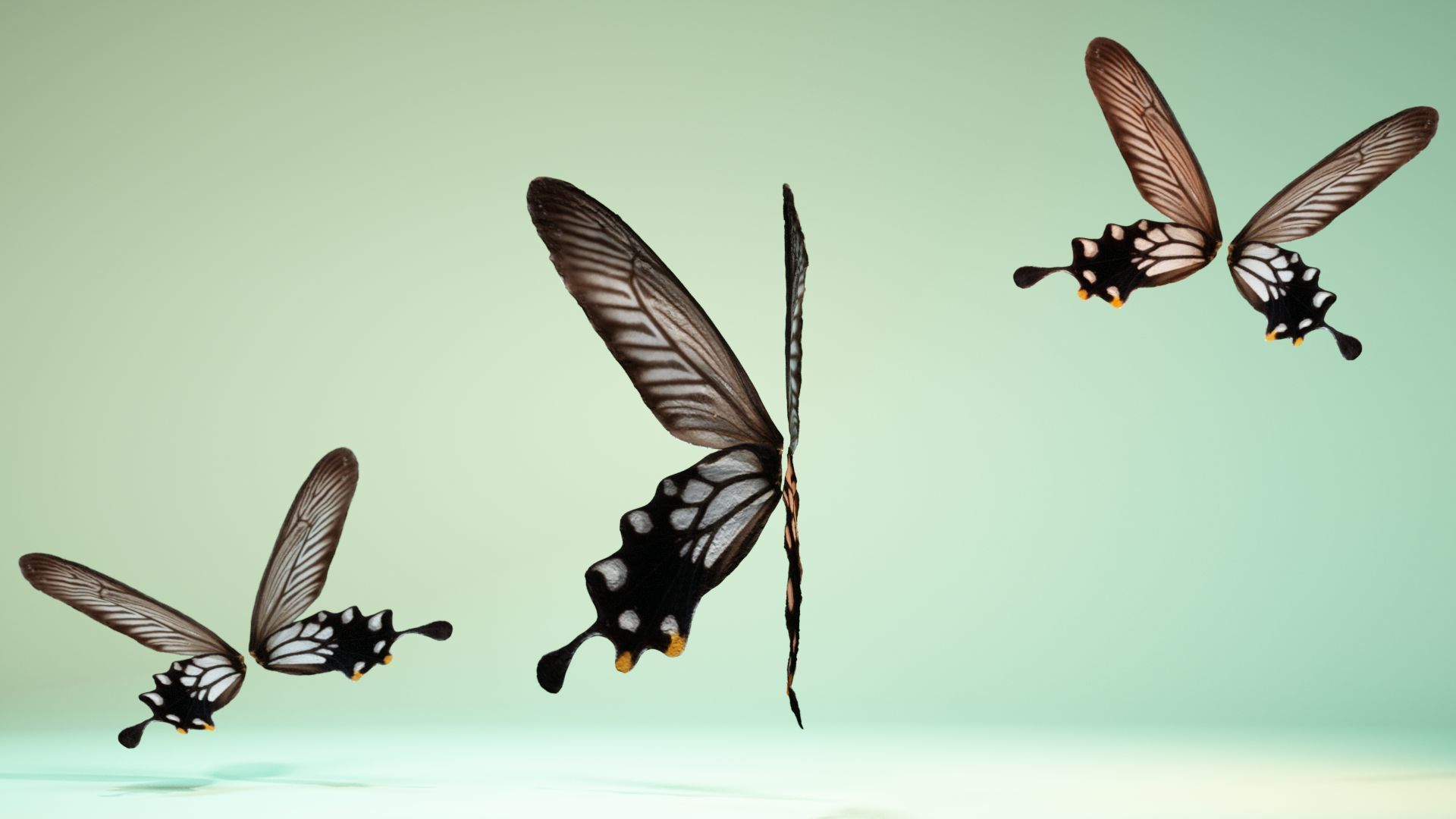 Butterfly 25 Low-poly 3D model_10