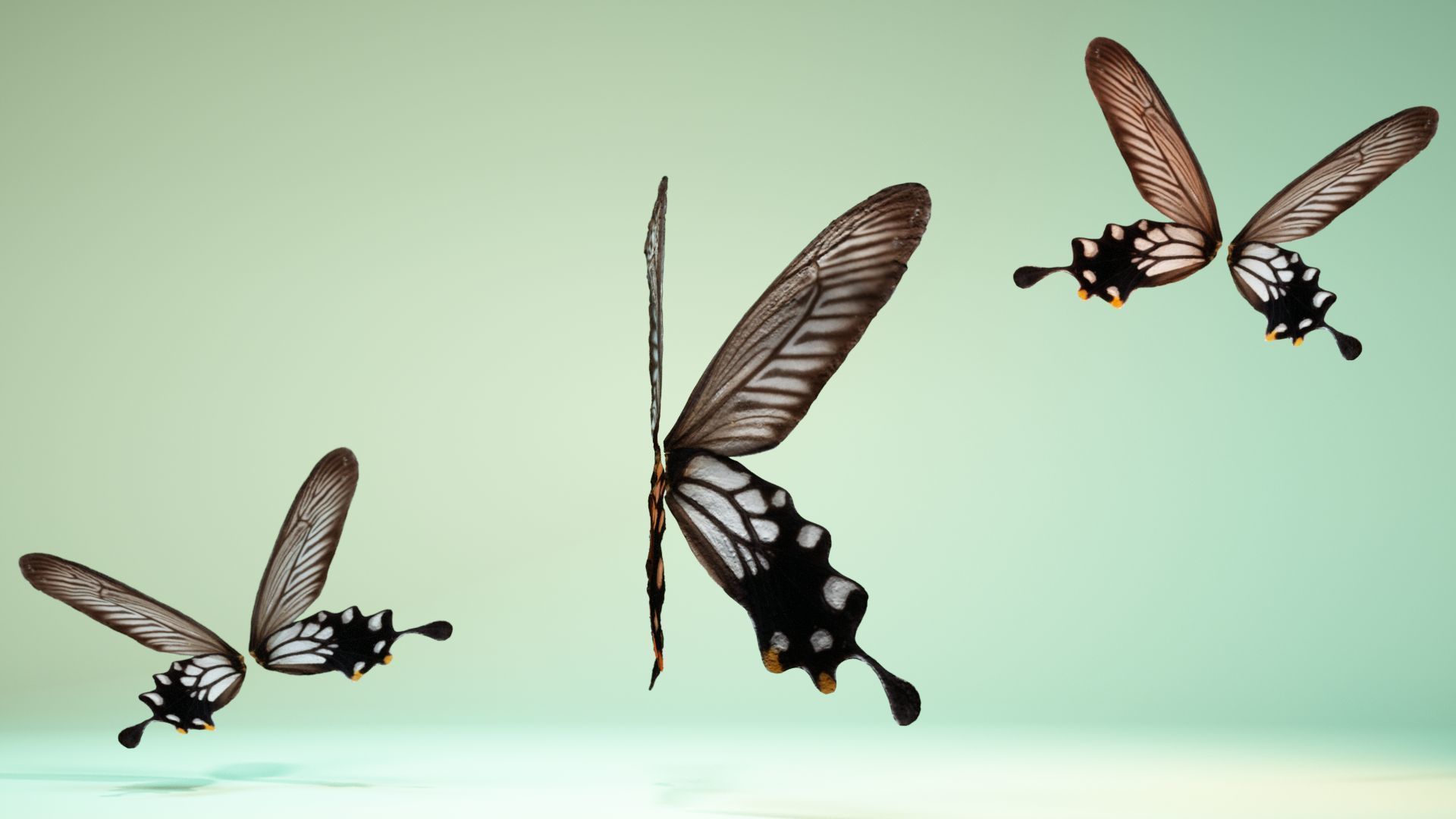 Butterfly 25 Low-poly 3D model_4