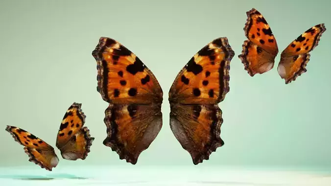 Butterfly 24 Low-poly 3D model