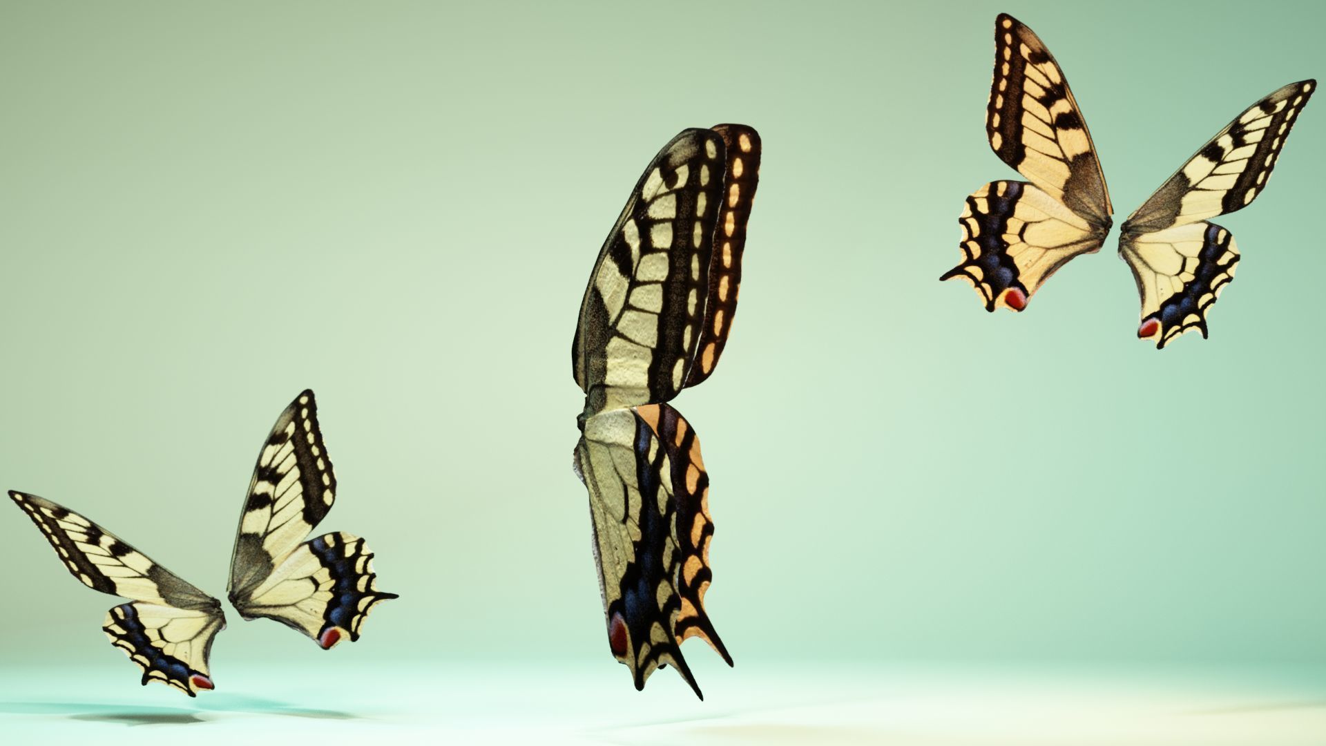 Butterfly 23 Low-poly 3D model_3