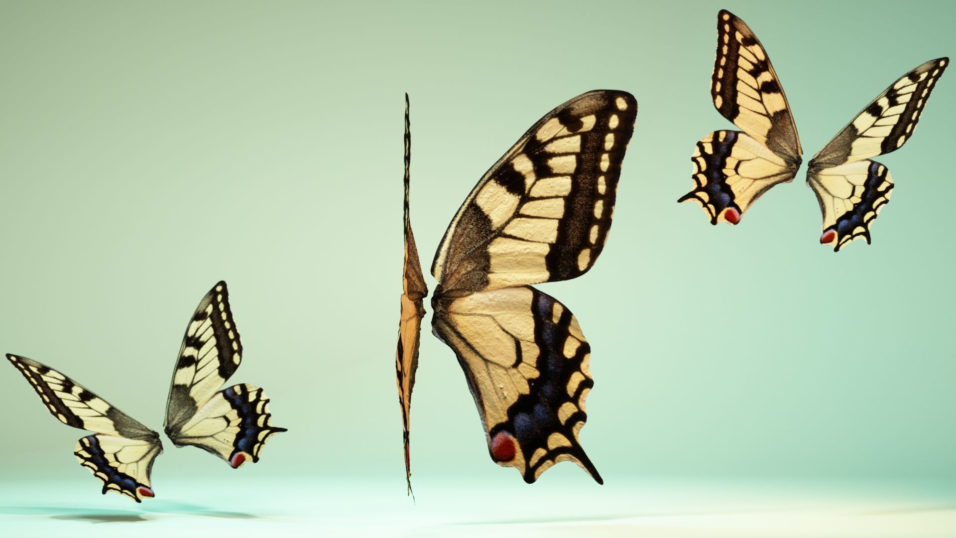 Butterfly 23 Low-poly 3D model_2