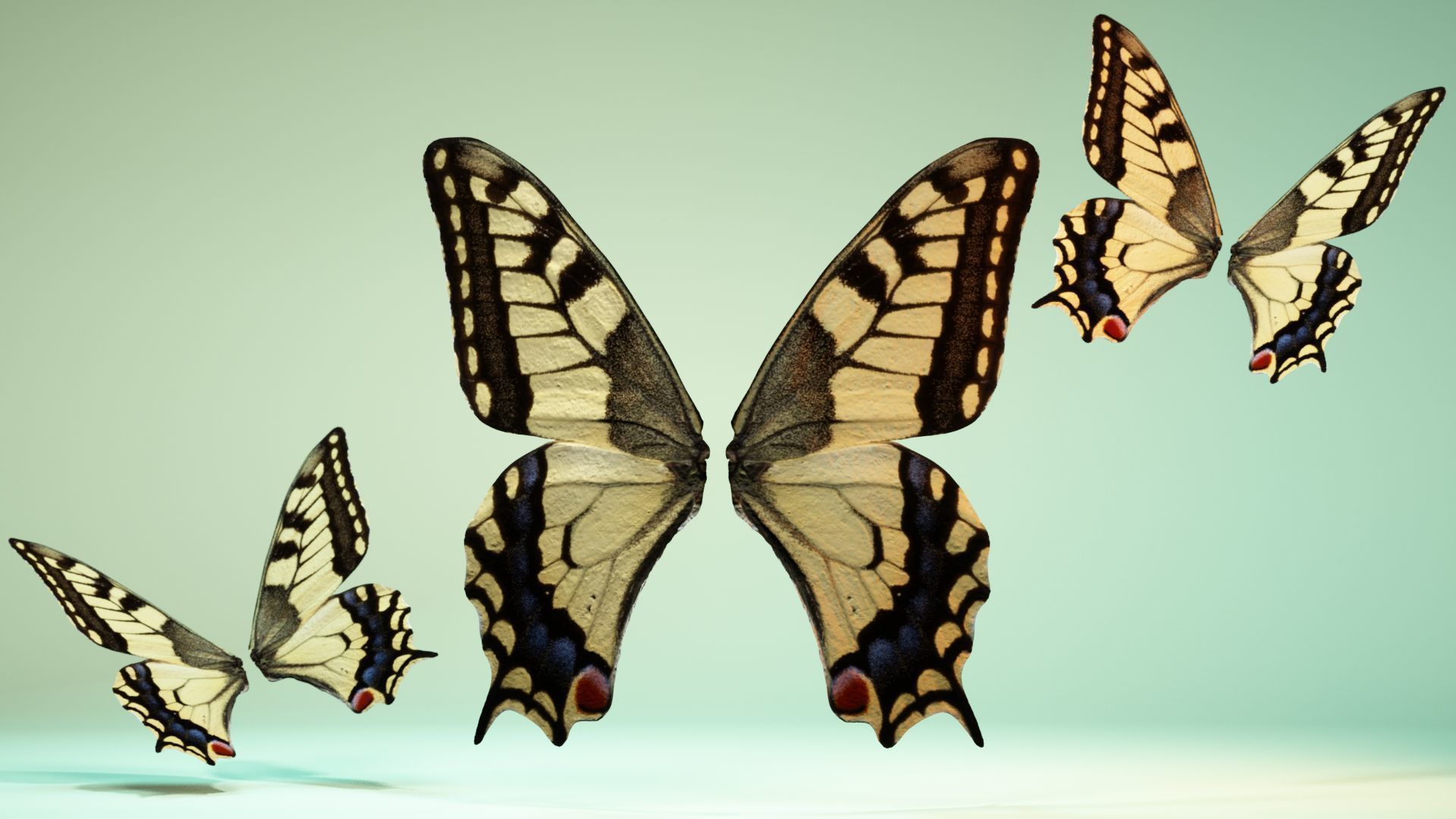 Butterfly 23 Low-poly 3D model_6