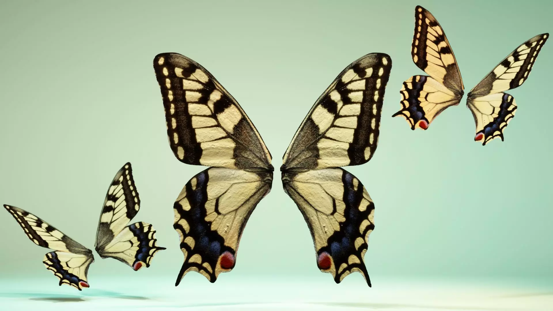Butterfly 23 Low-poly 3D model_0