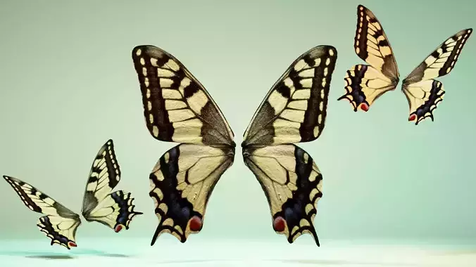 Butterfly 23 Low-poly 3D model