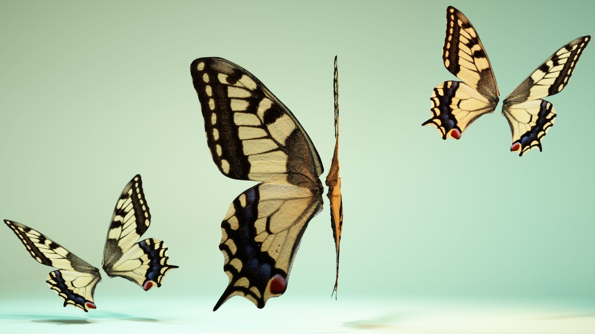 Butterfly 23 Low-poly 3D model_8