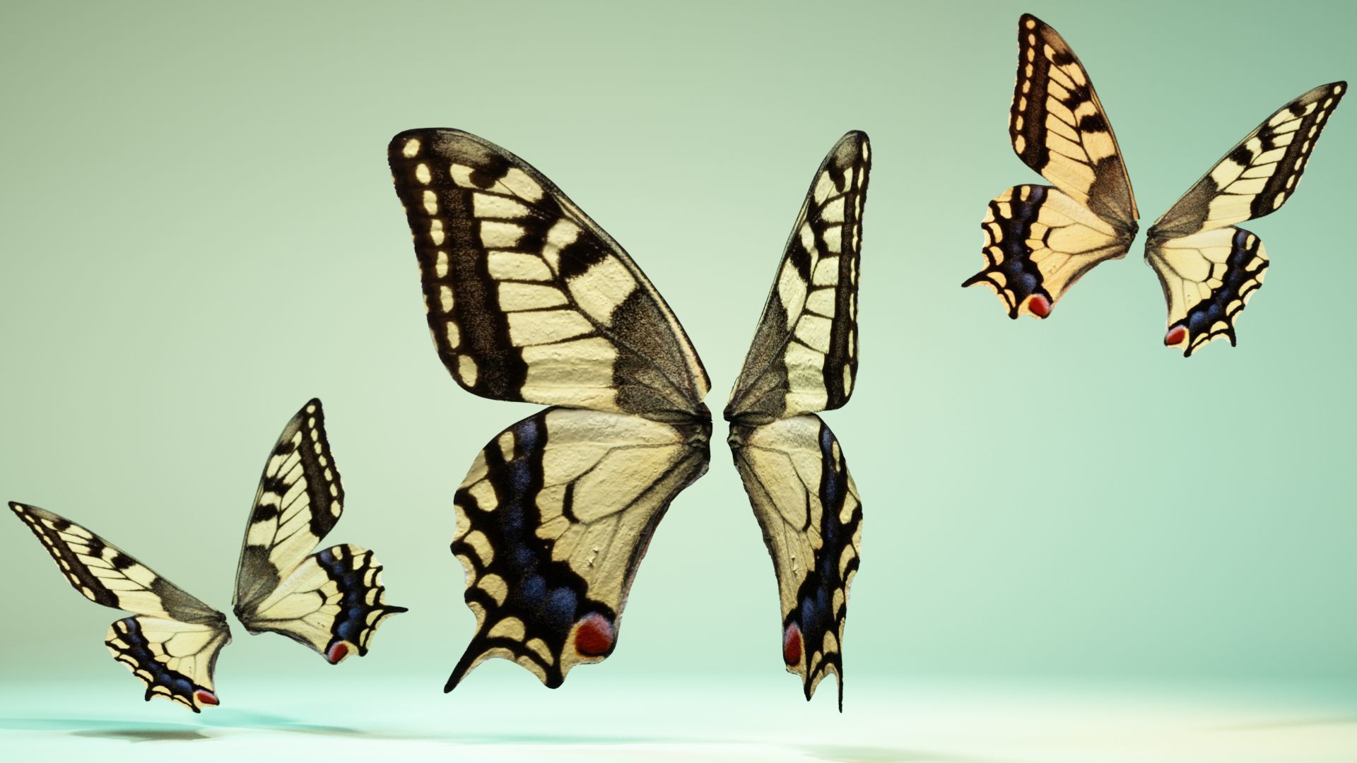 Butterfly 23 Low-poly 3D model_11