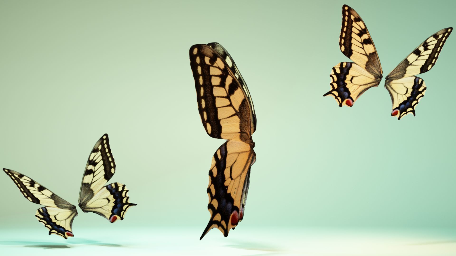 Butterfly 23 Low-poly 3D model_9