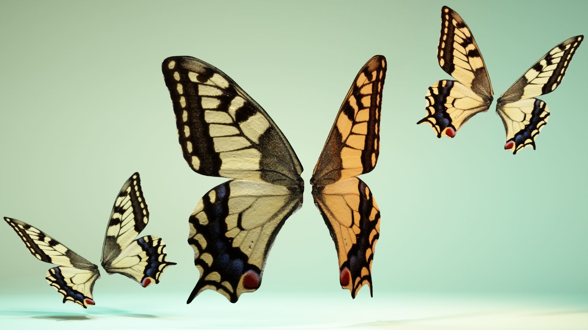 Butterfly 23 Low-poly 3D model_7