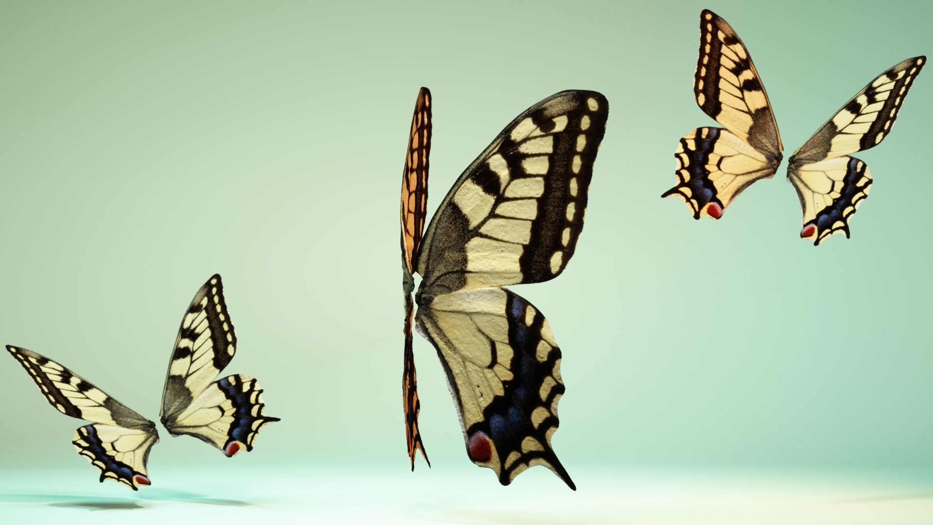 Butterfly 23 Low-poly 3D model_4