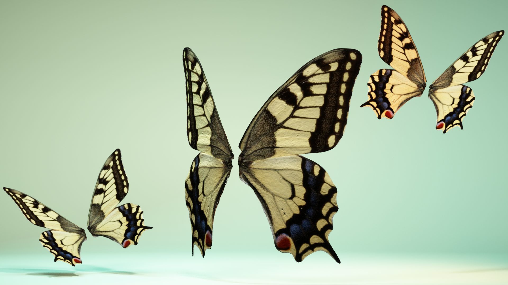 Butterfly 23 Low-poly 3D model_5